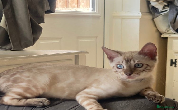 Bengal cats - Advert 2