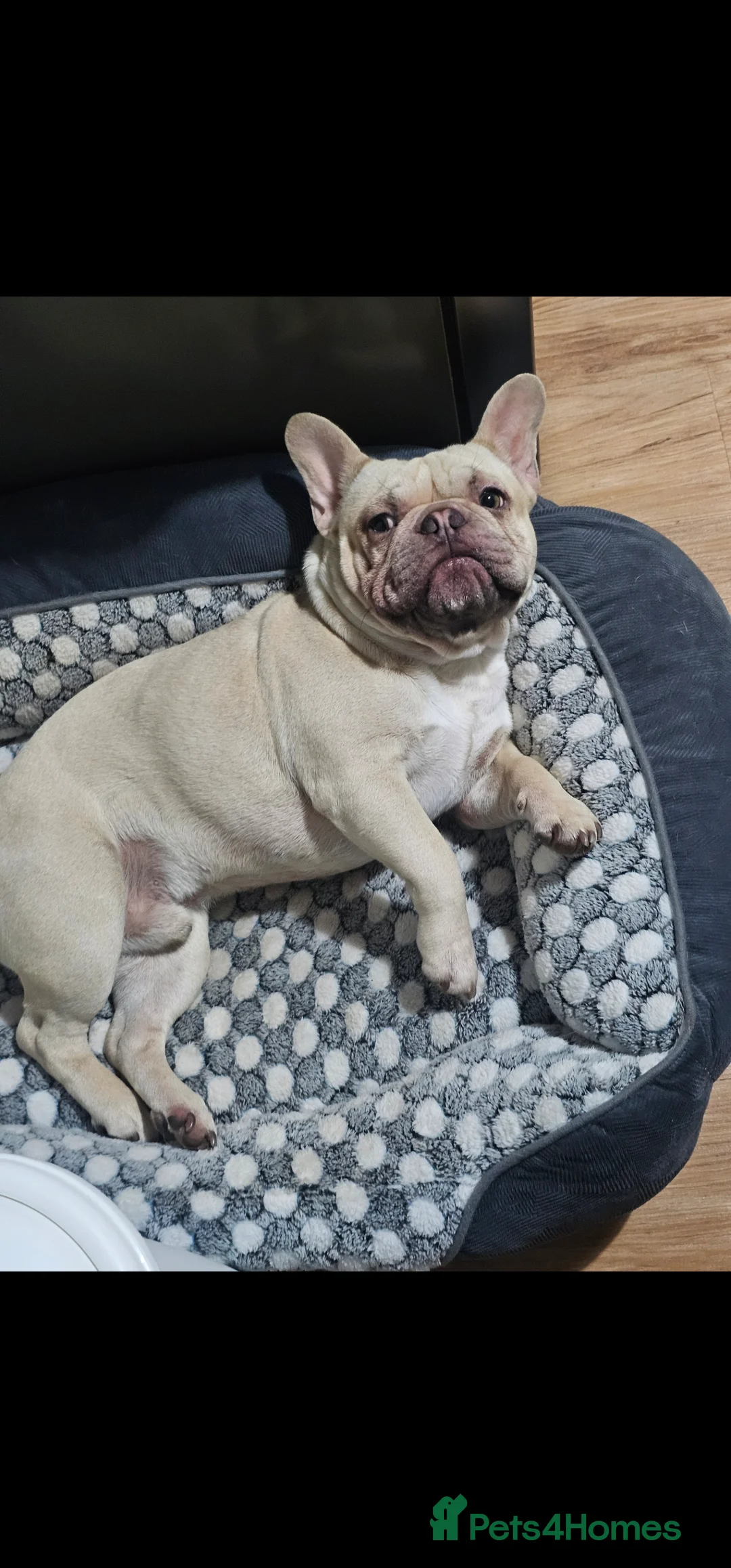 French Bulldog dogs for sale: French Bulldog for sale - Advert 2