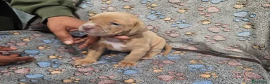 Bullmastiff Puppy 3