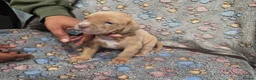 Bullmastiff dogs for sale: Beautiful mastiff litter in Coventry - Advert 10