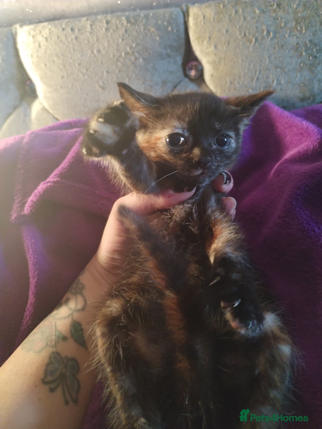 Mixed Breed cats for sale: 6 week old kittens looking for forever home - Image 1