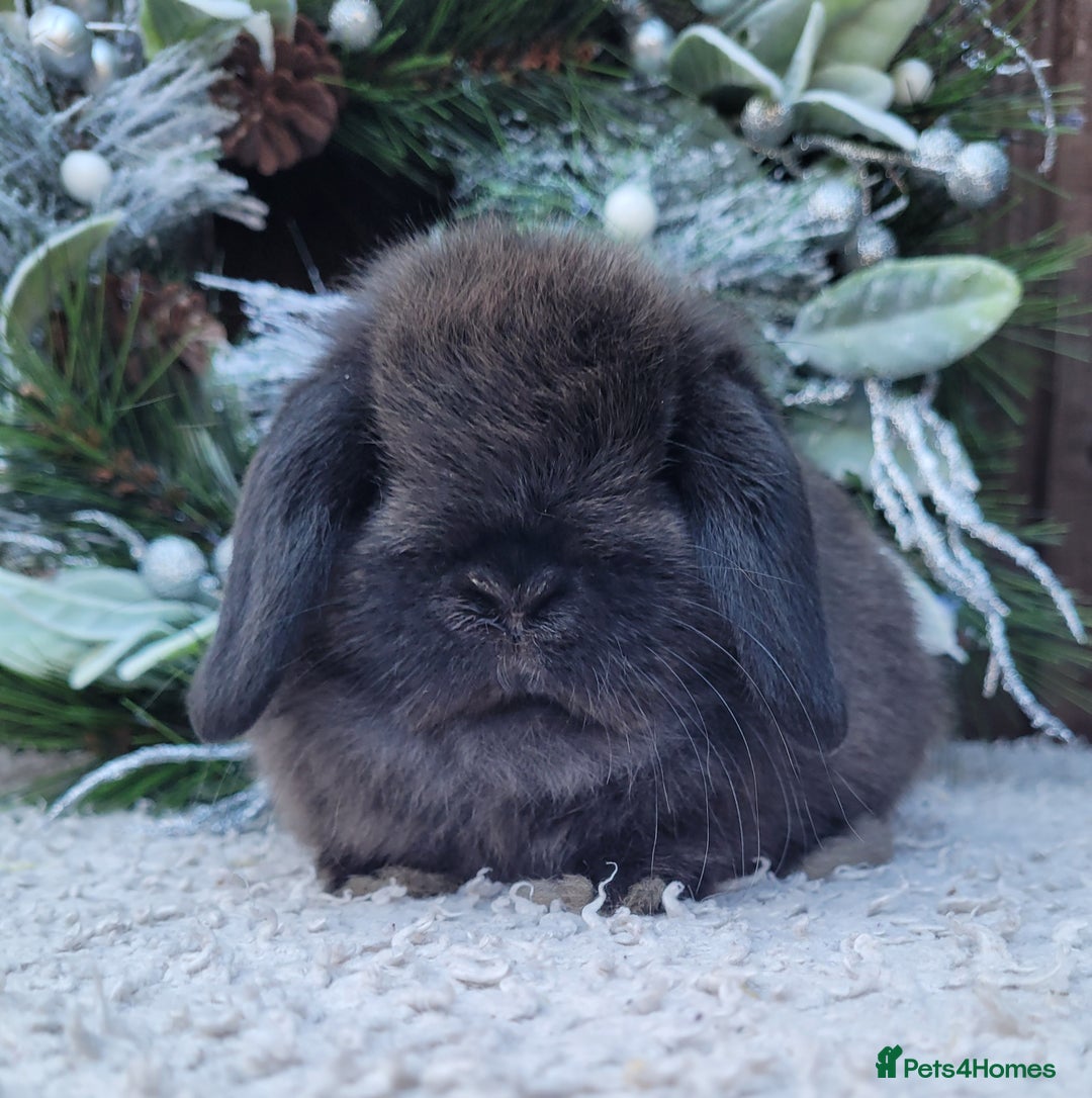 Mini Lop rabbits for sale: 3 Stunning baby pure bred mini lops available.  - Advert 2