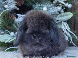 Mini Lop rabbits Stunning pure bred mini lops bunnies available. - Advert 1