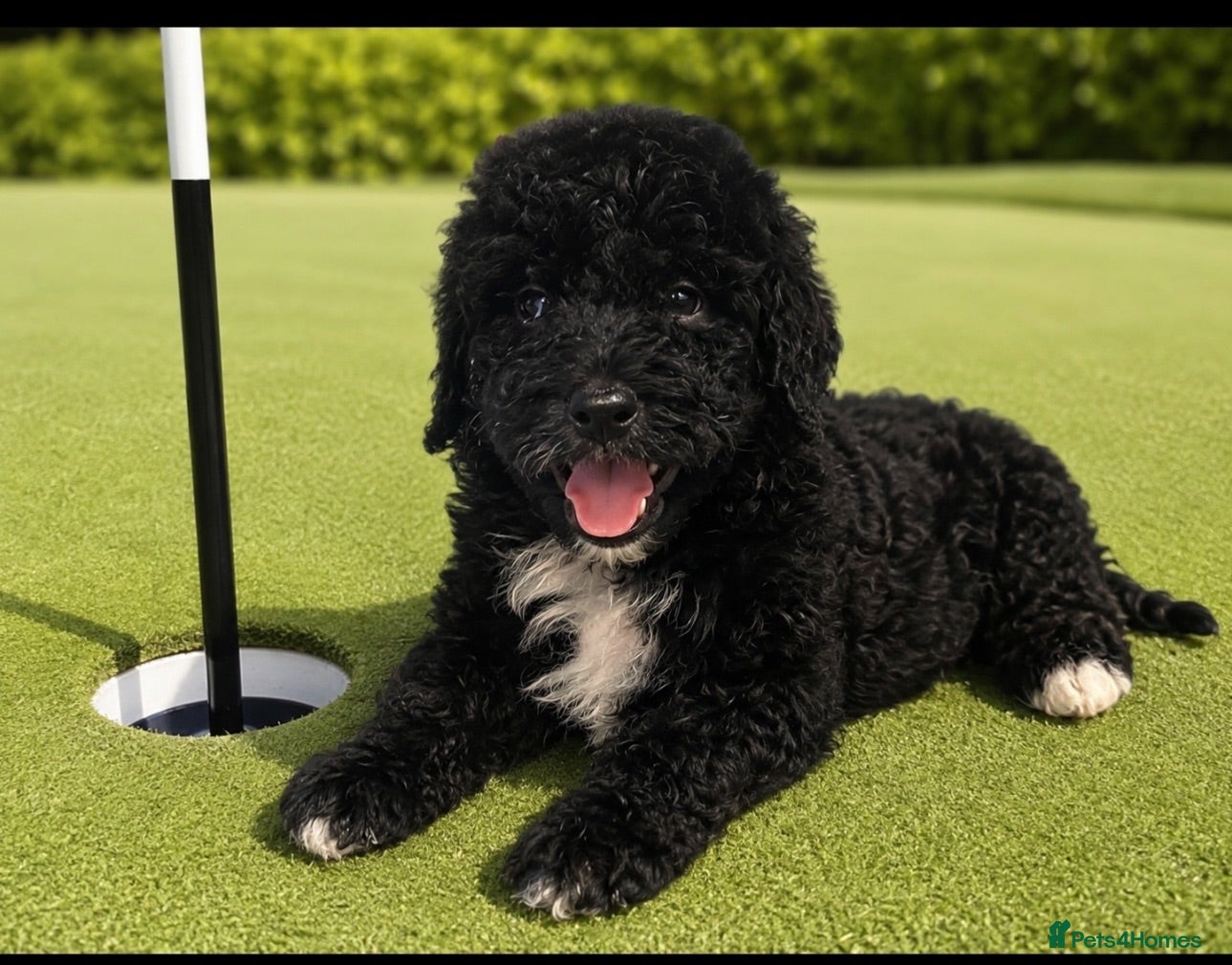 Bernedoodle dogs standard F1 Bernadoodles black/white 1600  - Advert 1