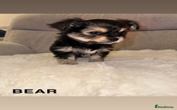 Mixed Breed dogs for sale: Yorkie chihuahua pups for sale  - Image 8