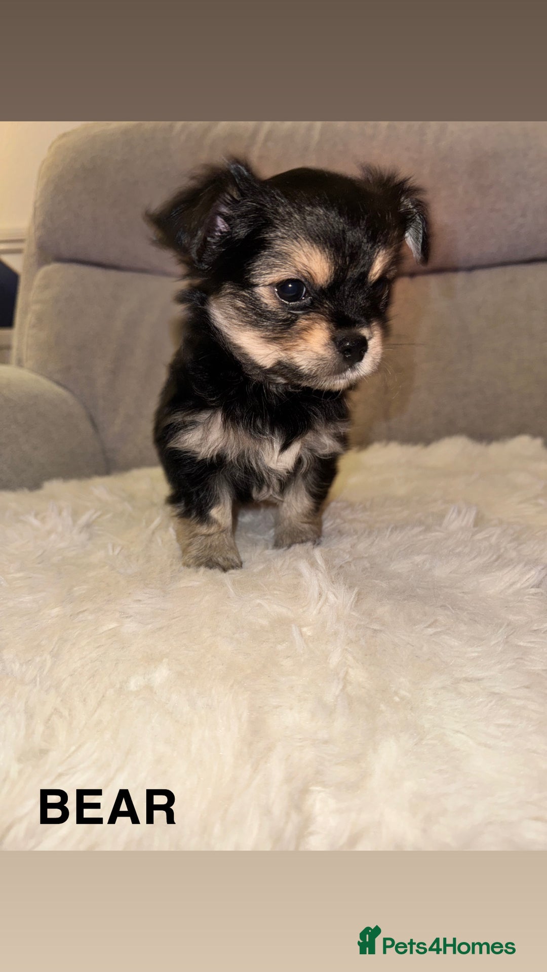 Mixed Breed dogs for sale: Yorkie chihuahua pups for sale  - Image 8