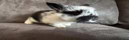 Mini Lop rabbits for sale: Beautiful Mini Lops Available to Reserve - Advert 19