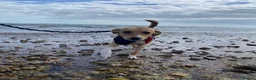 Mixed Breed dogs for sale: Adopt friendly Rocky in foster home in Hampshire - Advert 8