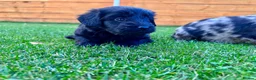 Labradoodle dogs for sale: F1 Labradoodle Merle Babies 🐾🐾🐾 - Advert 25
