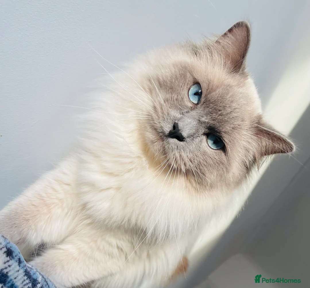Ragdoll cats for stud: GCCF Proven Stud carrying chocolate in Glasgow - Advert 17