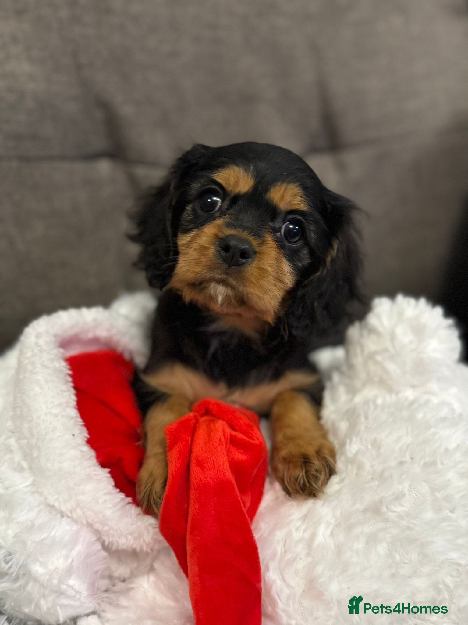 Cavalier King Charles Spaniel dogs Black and Tan Girl KC Cavalier - Advert 12