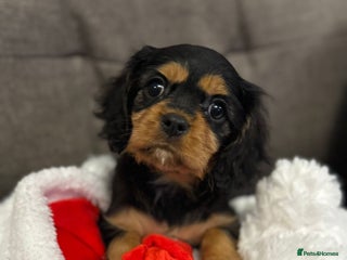 Cavalier King Charles Spaniel dogs Black and Tan Girl KC Cavalier - Advert 12