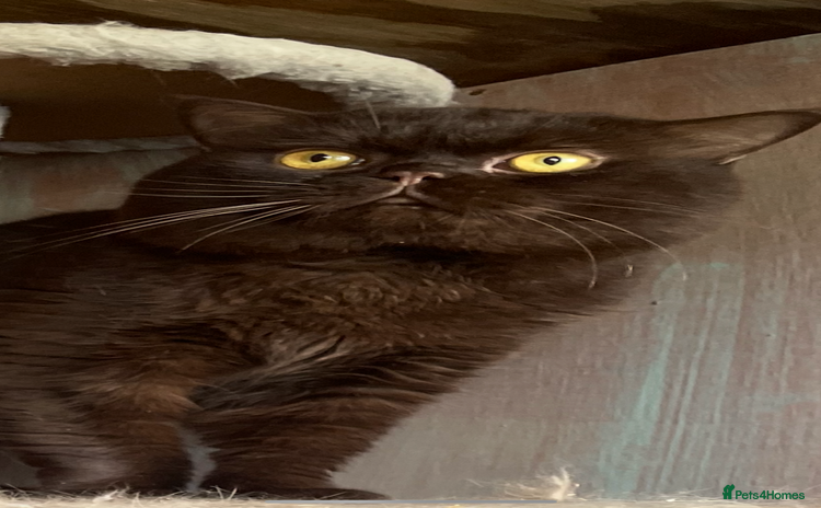British Shorthair cats - Advert 6