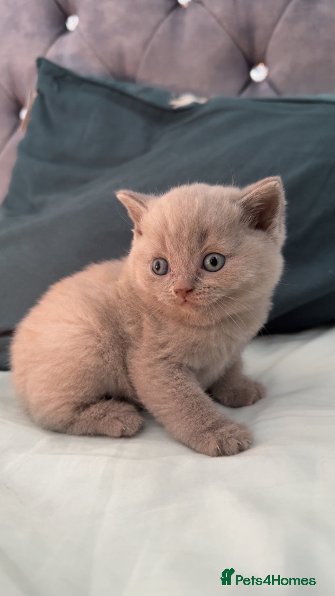 Scottish Fold cats Beautiful scottishfold/Scottish straight kittens🥰 - Advert 1