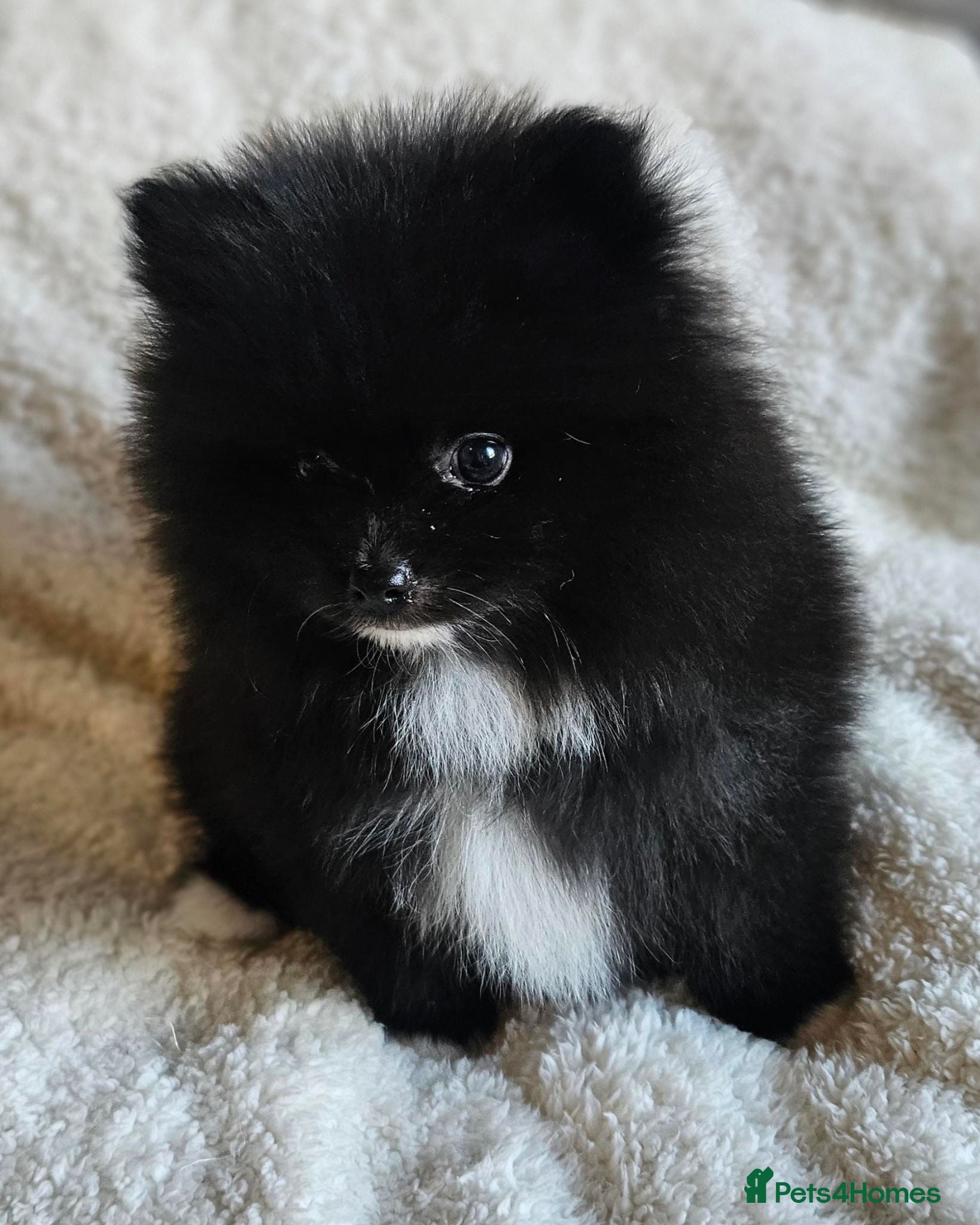Pomeranian dogs Boy KC POMERANIAN’S AVAILABLE  - Advert 1