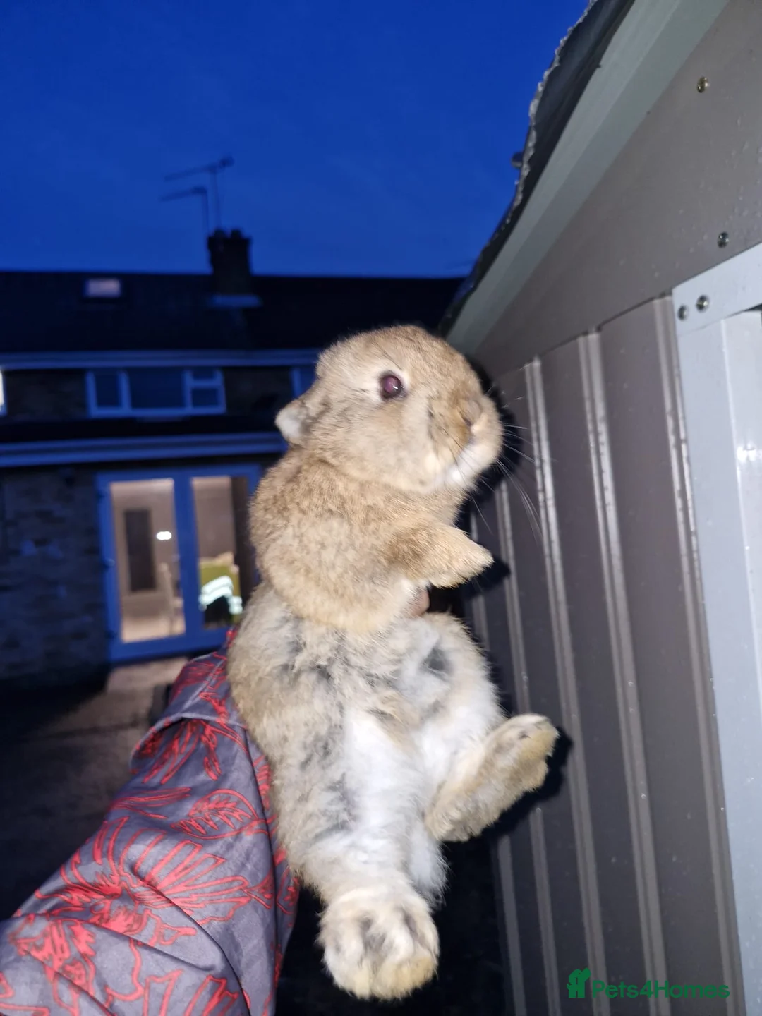 Mixed Breed rabbits for sale: mini lop/netherland dwarf - Advert 2