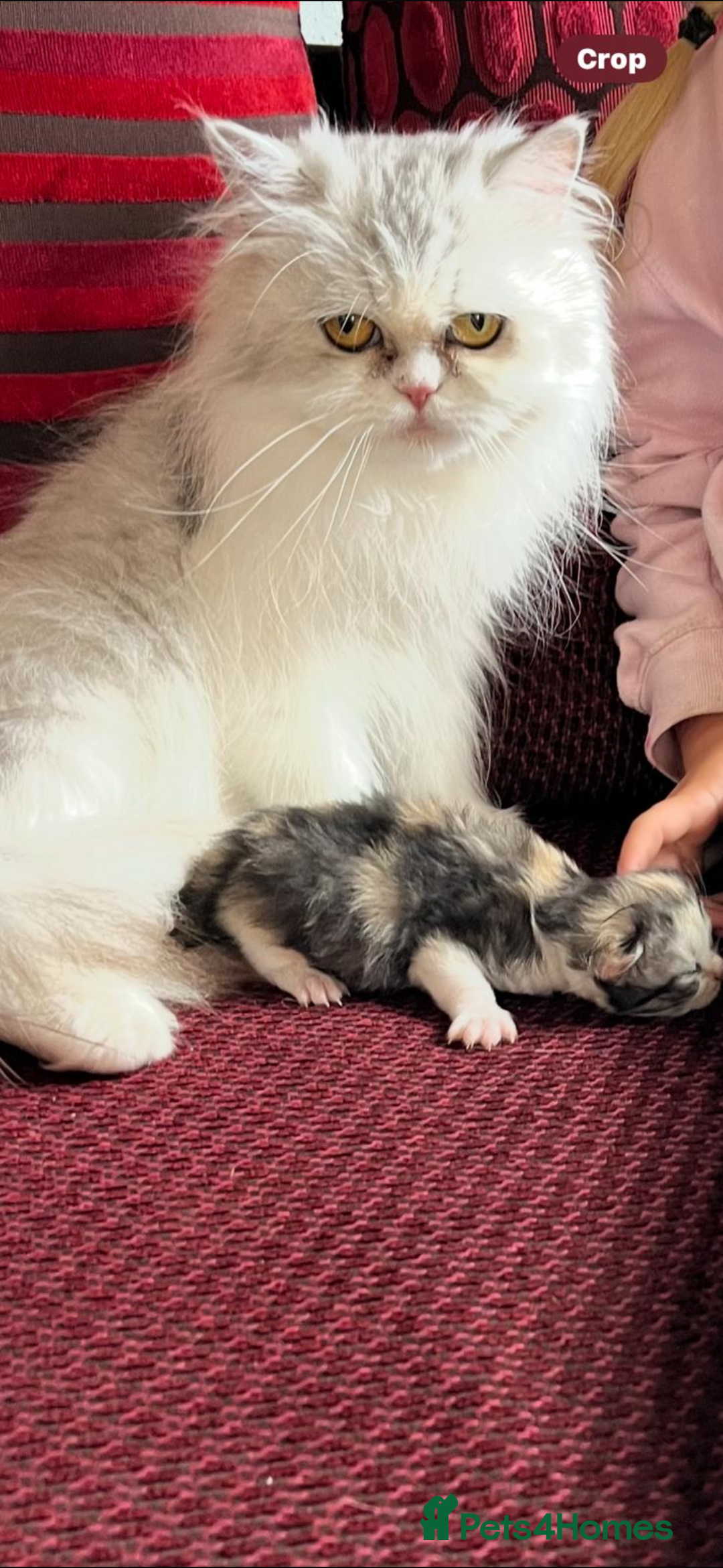 Mixed Breed cats for sale: Gorgeous half Persian male kitten  - Advert 3