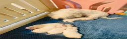 Maltese dogs for sale: Korean Maltease puppies  - Advert 4