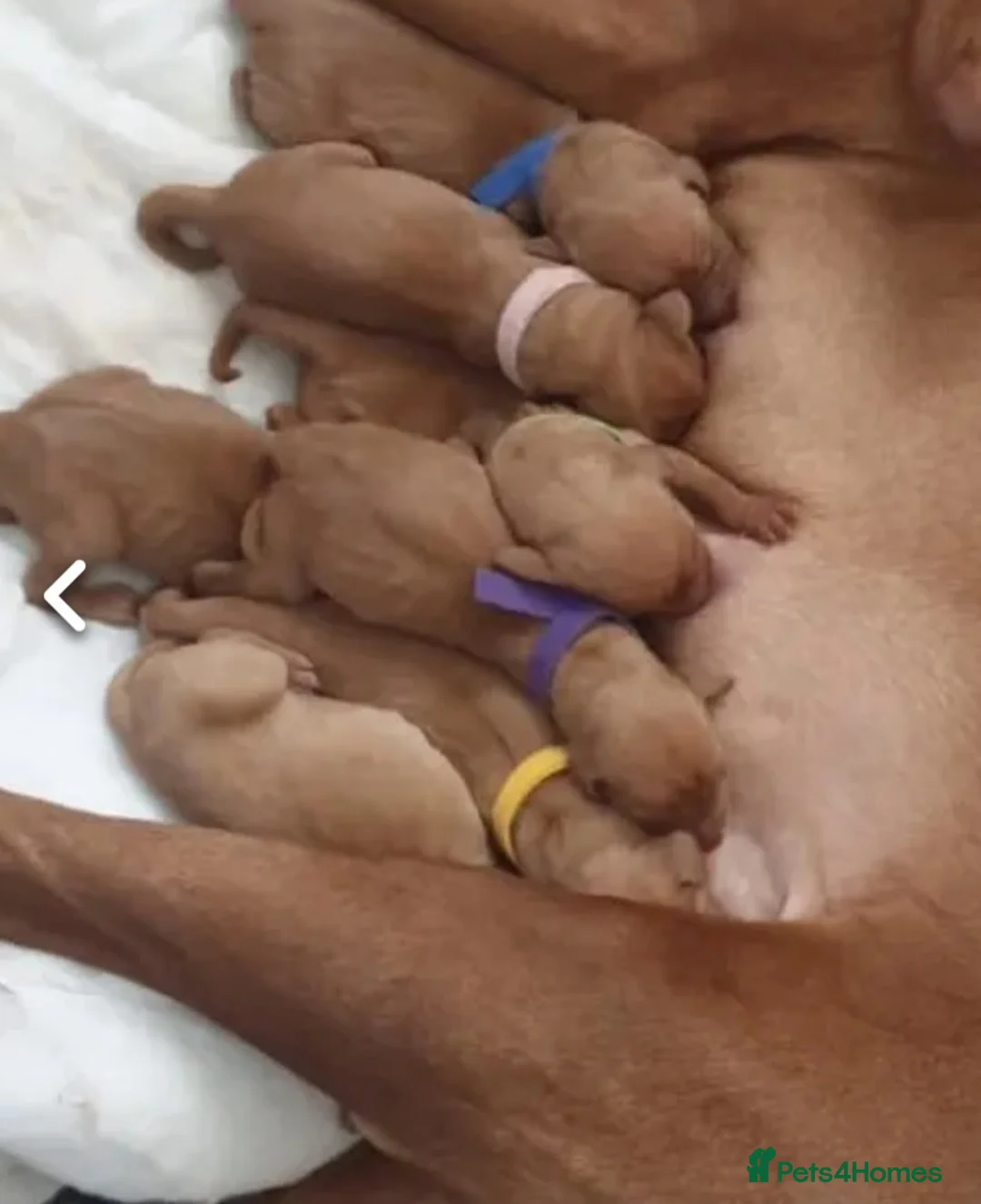 Hungarian Vizsla dogs for stud: Proven Hungarian championship blood line in Llantwit Major - Advert 9