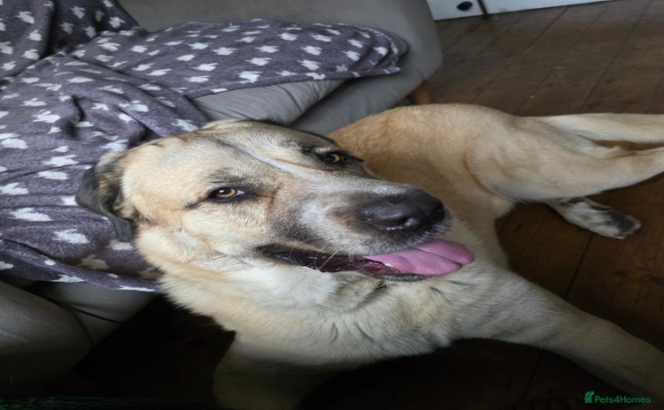 Mixed Breed dogs - Advert 1
