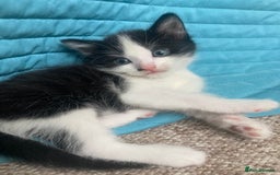 Mixed Breed cats for sale: 3 Beautiful boys  - Image 5