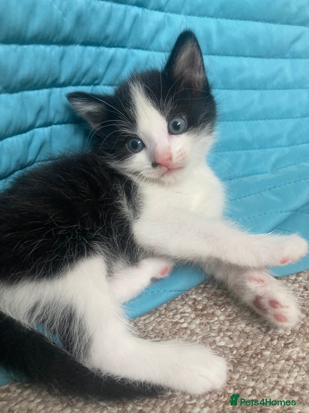Mixed Breed cats for sale: 3 Beautiful boys  - Image 5