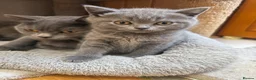 British Shorthair cats for sale: British shorthair kittens “Ready now” - Advert 11