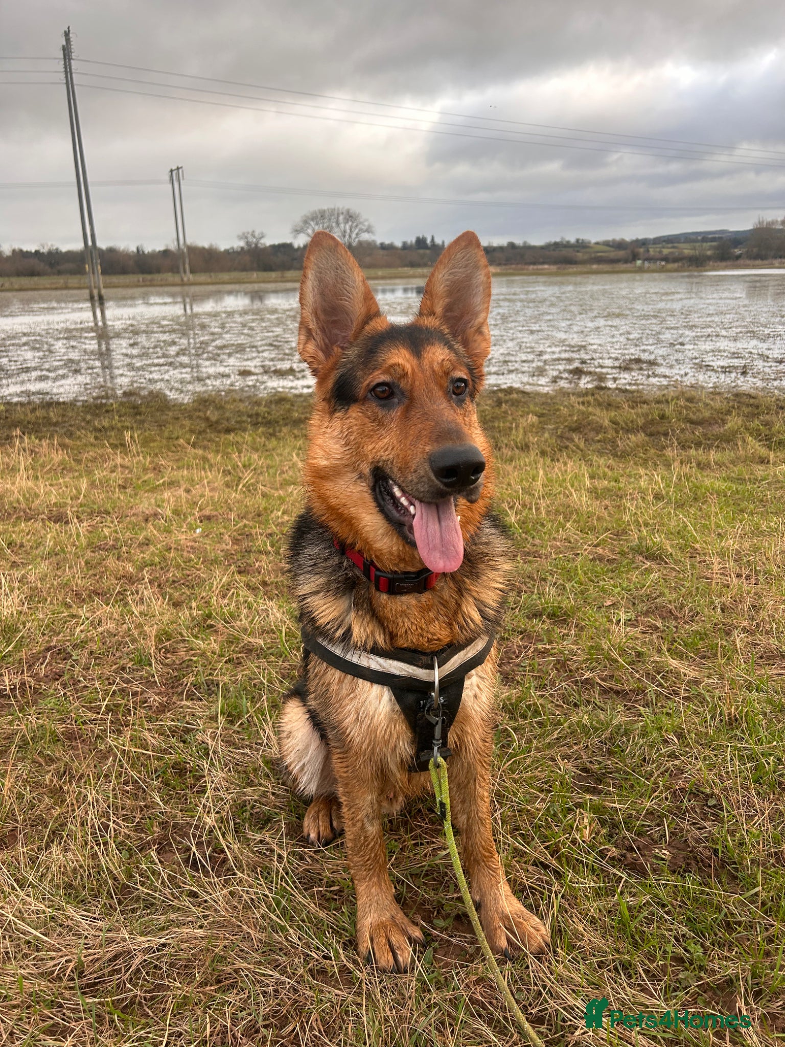 German Shepherd dogs Loving German Shepherd Male - Advert 2