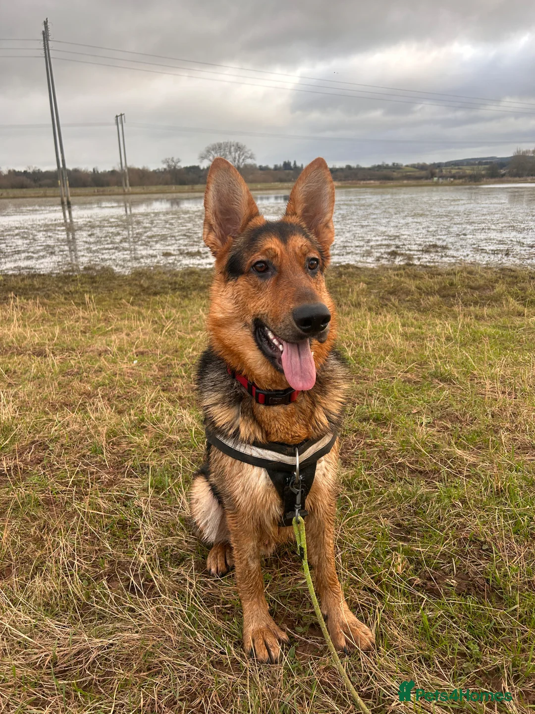 German Shepherd dogs for sale: Loving German Shepherd Male - Advert 1