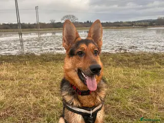 German Shepherd dogs Loving German Shepherd Male - Advert 2