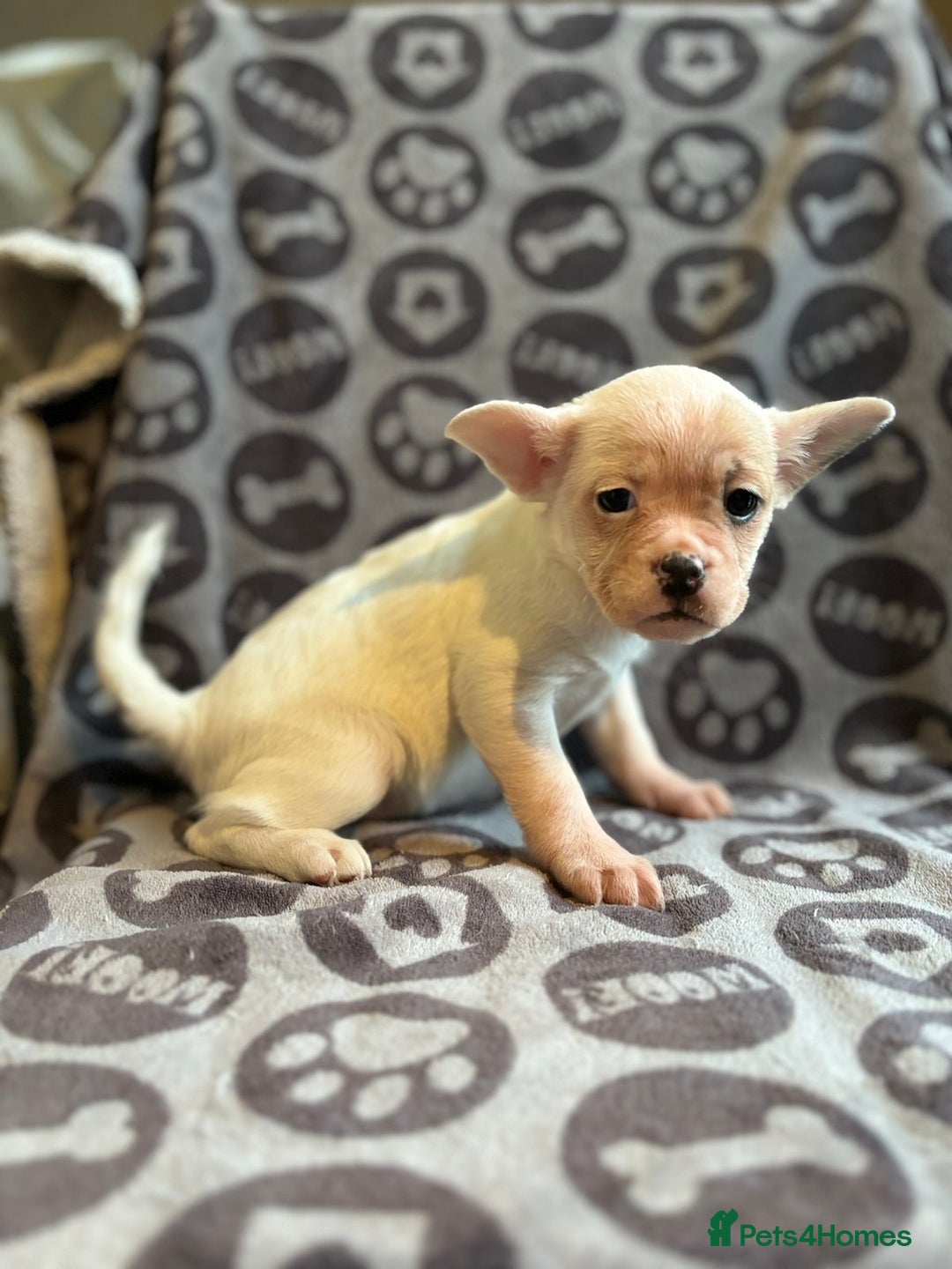 Mixed Breed dogs for sale: Beautiful litter of four puppies cross bread  - Advert 4