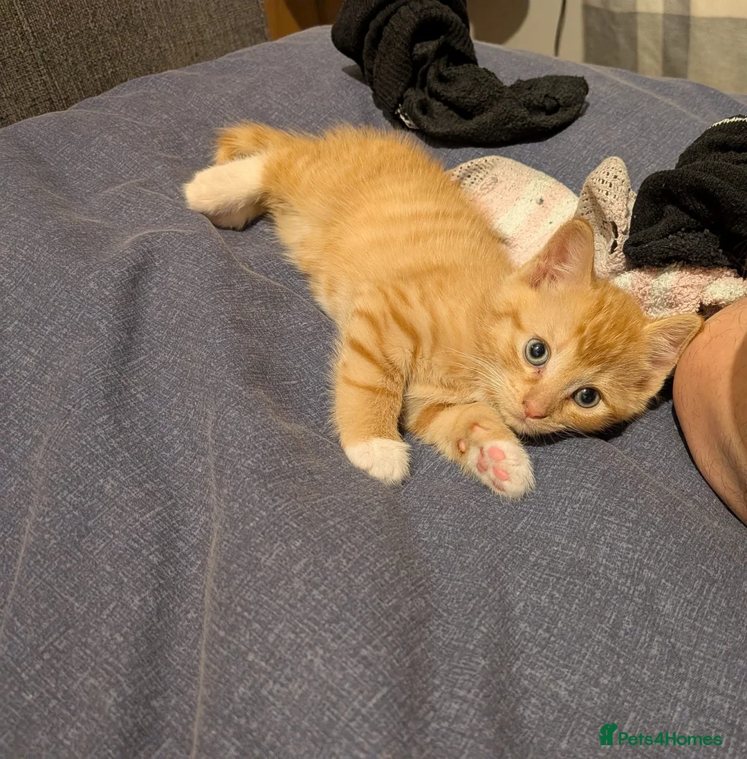 Mixed Breed cats for sale: 2 male kittens  - Advert 6