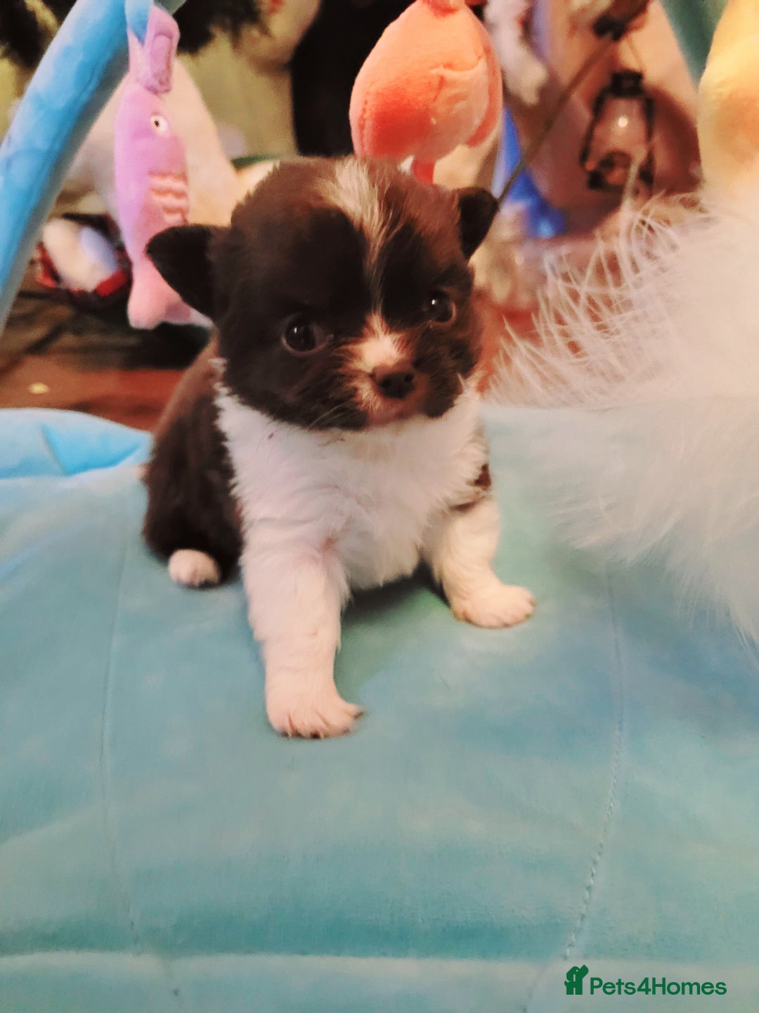 Chihuahua dogs for sale: Beautiful chihuahua babies - Advert 14