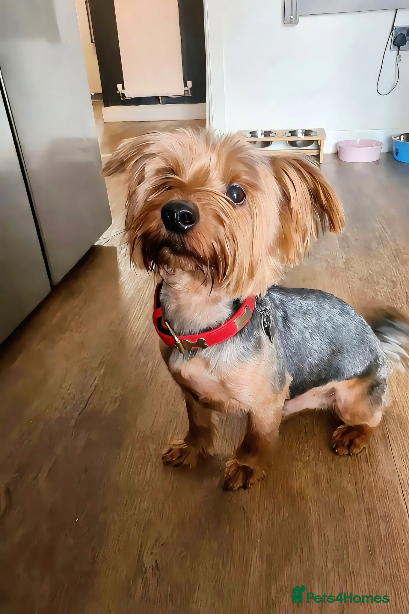 Yorkshire Terrier dogs Yorkie for breeding  - Advert 14