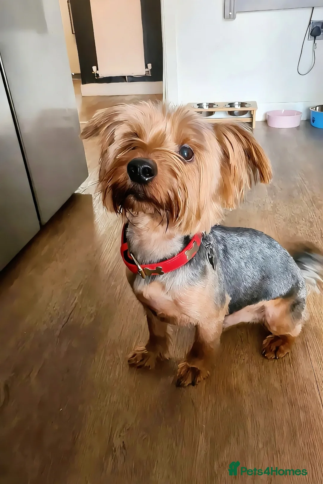 Yorkshire Terrier dogs for stud: Yorkie for breeding  in Exeter - Advert 1