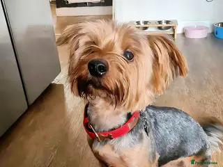 Yorkshire Terrier dogs Yorkie for breeding - Advert 14