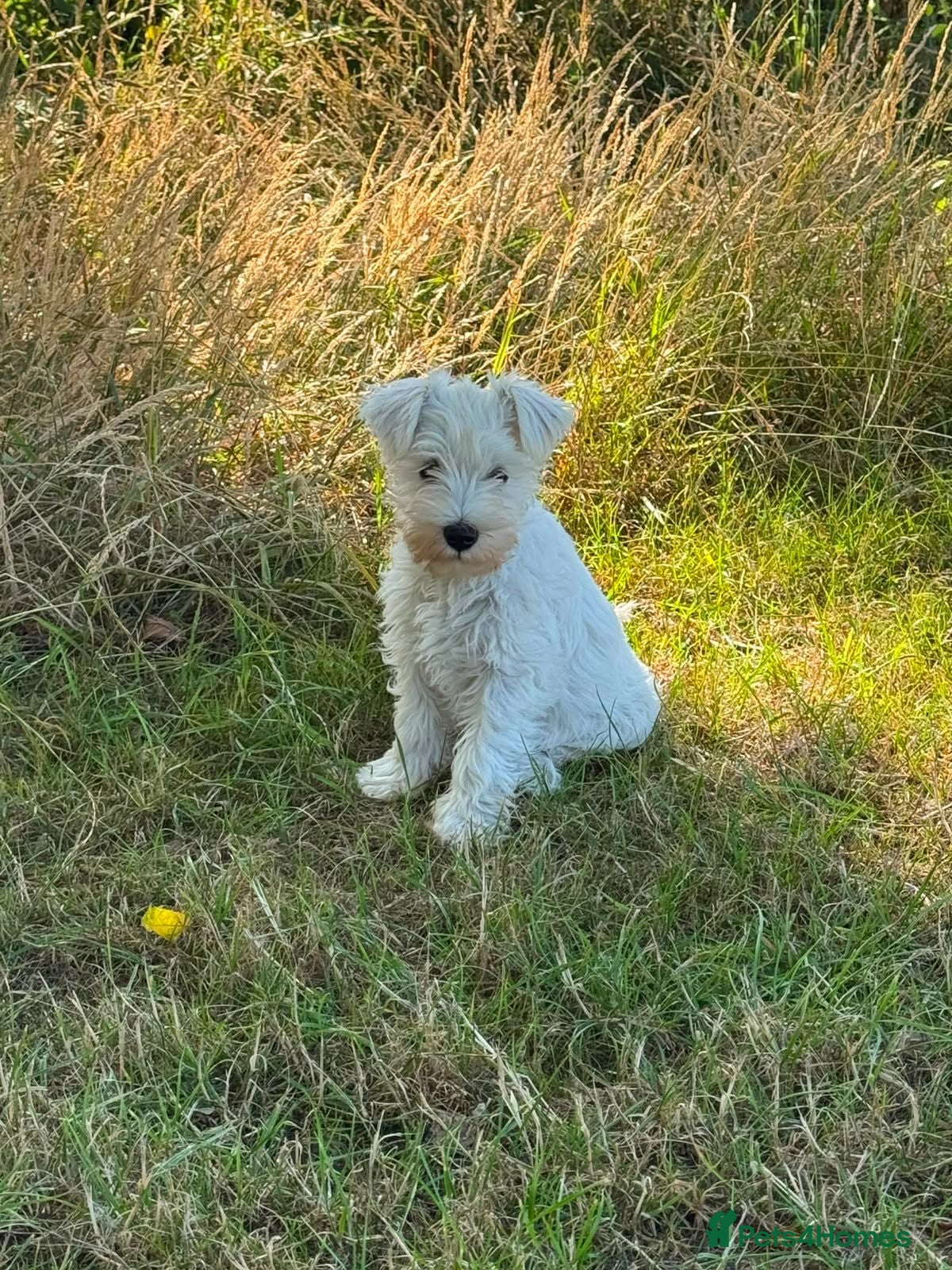 Miniature Schnauzer dogs ***1 Remaining***KC Registered Miniature Schnauzer - Advert 1
