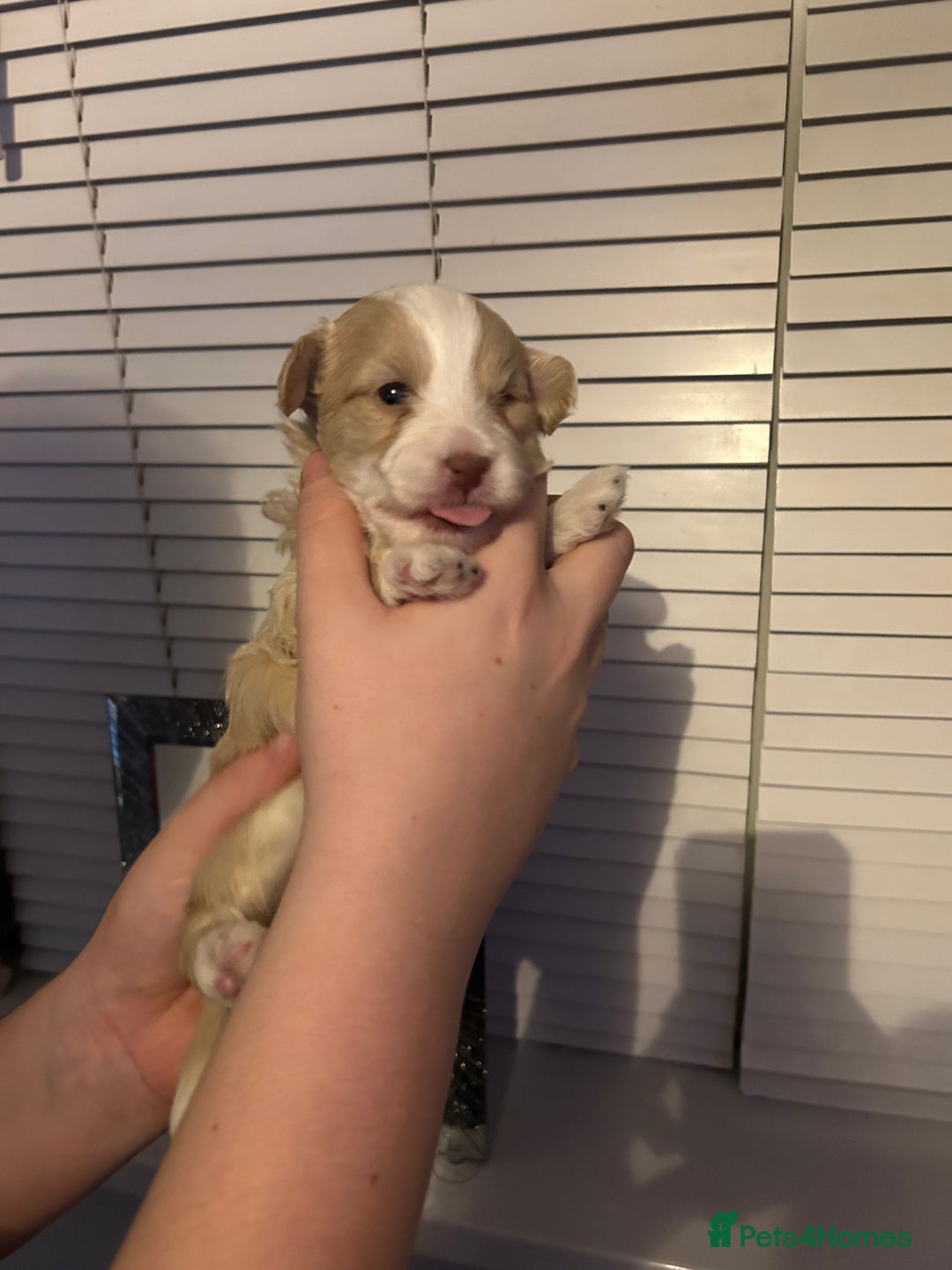 Shihpoo dogs for sale: Last chocolate boy! 4 Toy poodle x Shihpoos - Advert 24