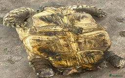 Tortoise reptiles for sale: Female sulcata tortoise  - Image 5