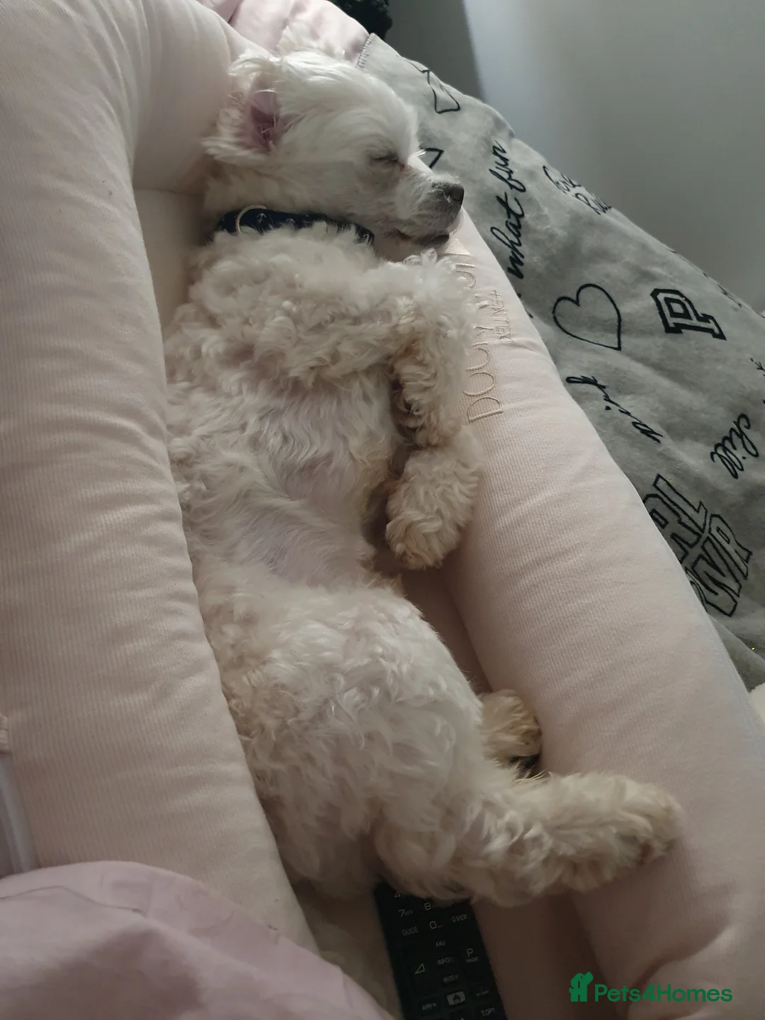 Maltese dogs for stud: Maltese in Ingatestone - Advert 17