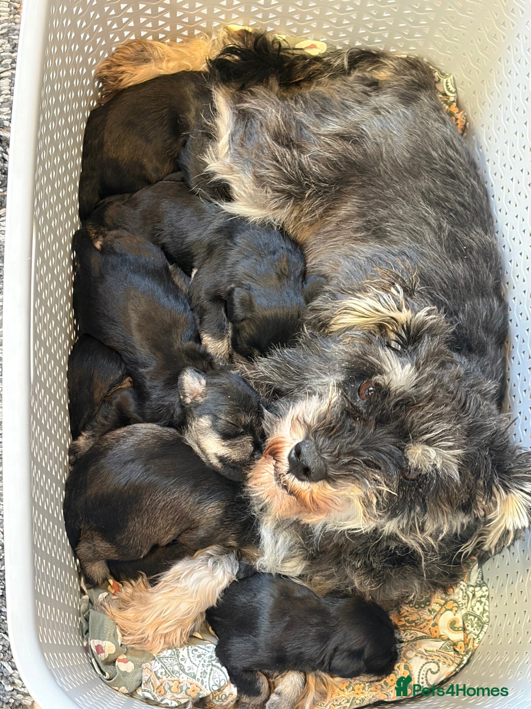 Miniature Schnauzer dogs for sale: Miniature schnauzers  - Advert 6