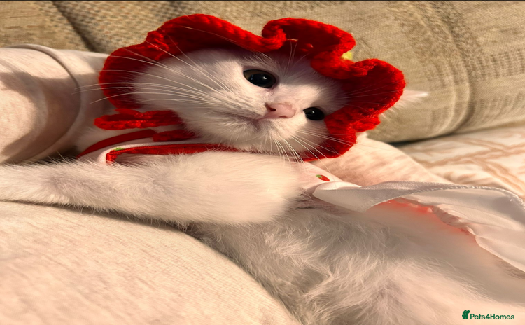 Khao Manee cats - Advert 1