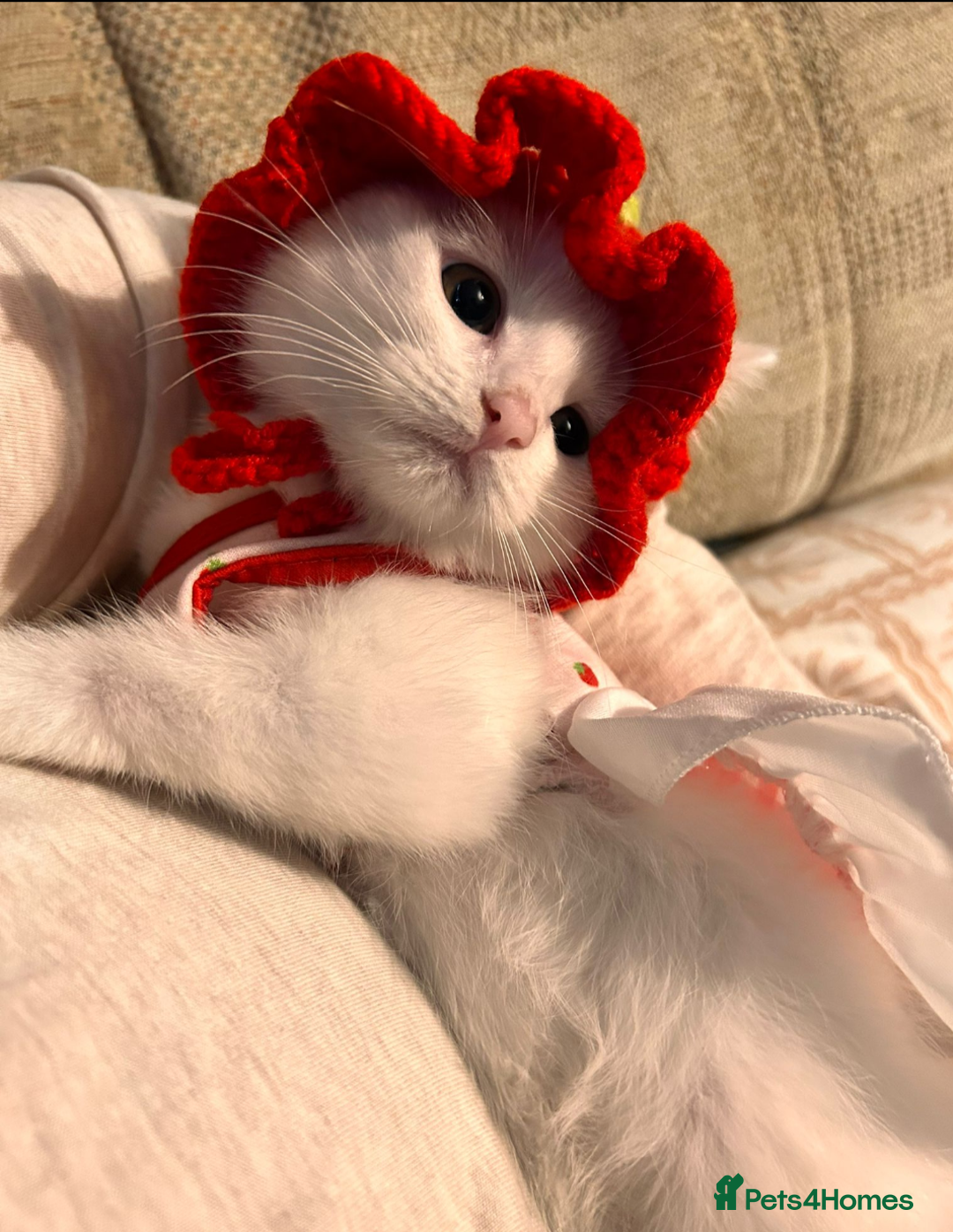 Khao Manee cats for sale: Beautiful Female Kitten - Image 1