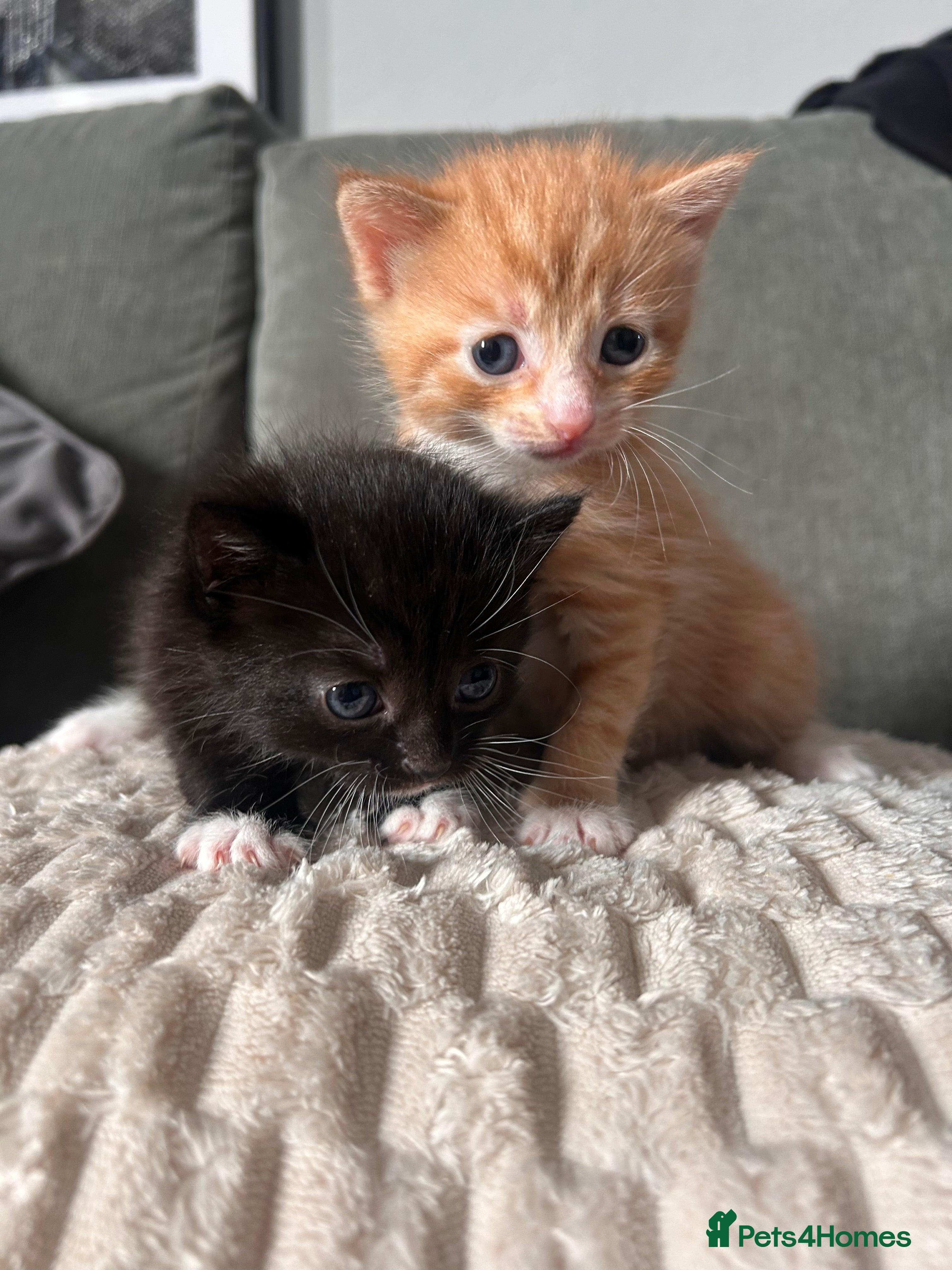 Mixed Breed cats 2 kittens for sale  - Advert 1