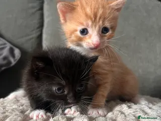 Mixed Breed cats 2 kittens for sale - Advert 1