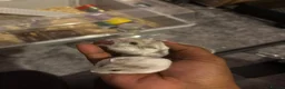 Hamster rodents for sale: Dwarf hamsters  - Advert 2