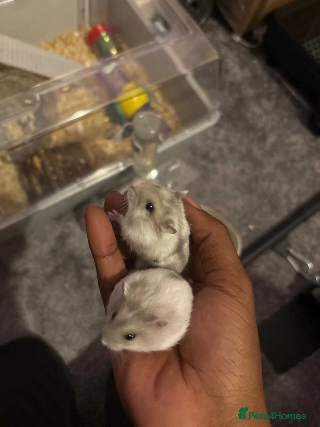 Hamster rodents for sale: Dwarf hamsters  - Advert 2