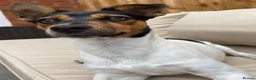 Jack Russell dogs for sale: Handsome Boy 🐶🐾 in Liverpool - Advert 4