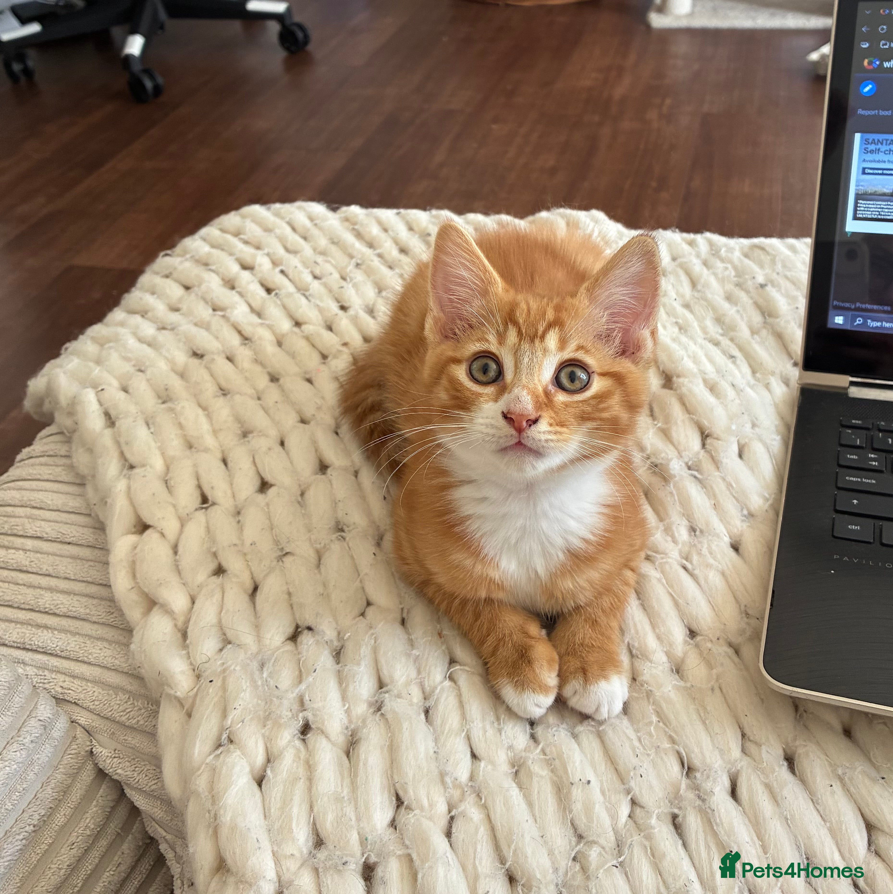 Domestic Shorthair cats 1 Beautiful Ginger Male Kitten  - Advert 1