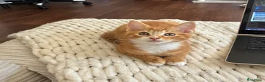 Domestic Shorthair